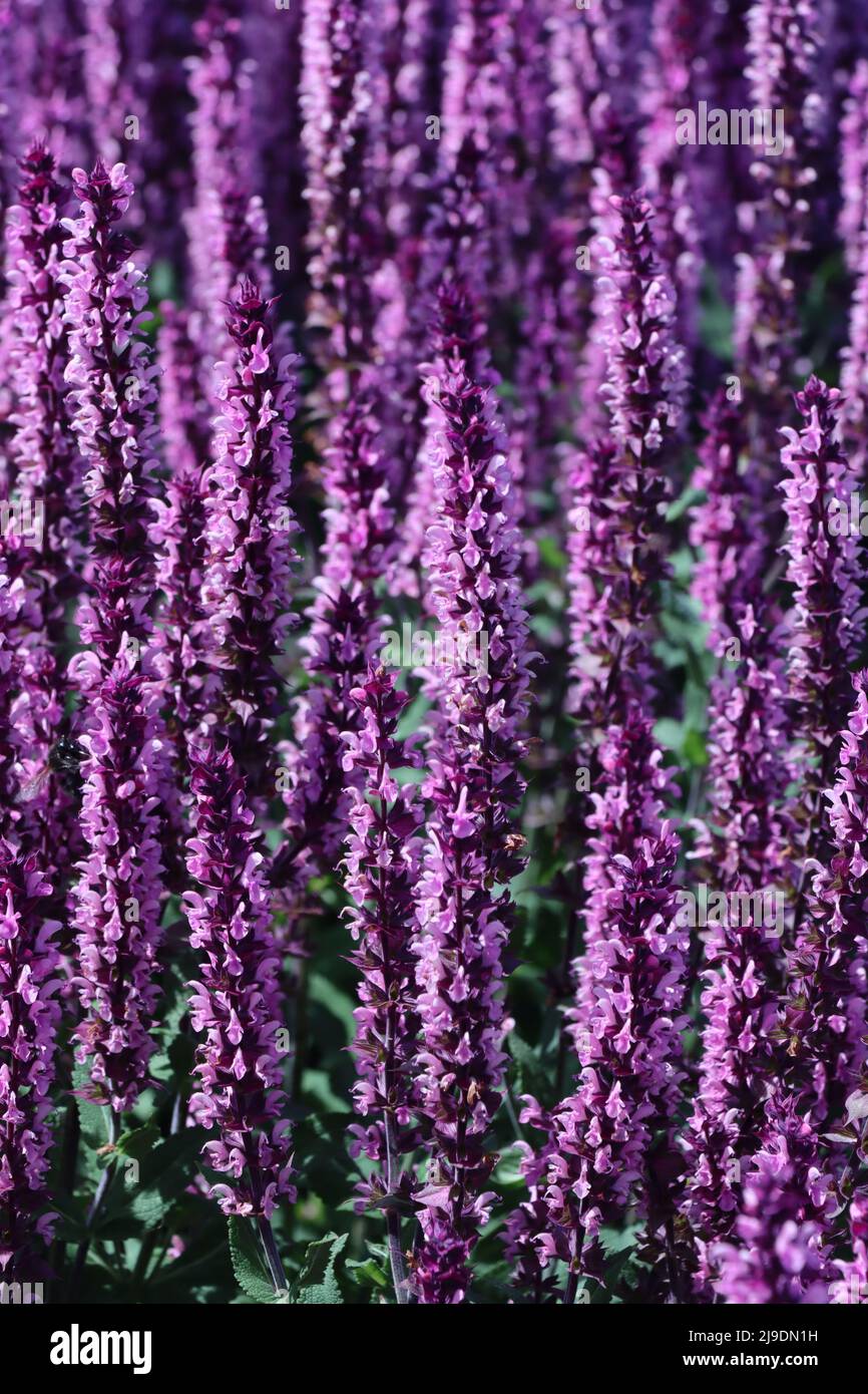 Hain-Salbei oder Steppen-Salbei (Salvia nemorosa), Nordrhein-Westfalen, Allemagne, Weilerswist Banque D'Images