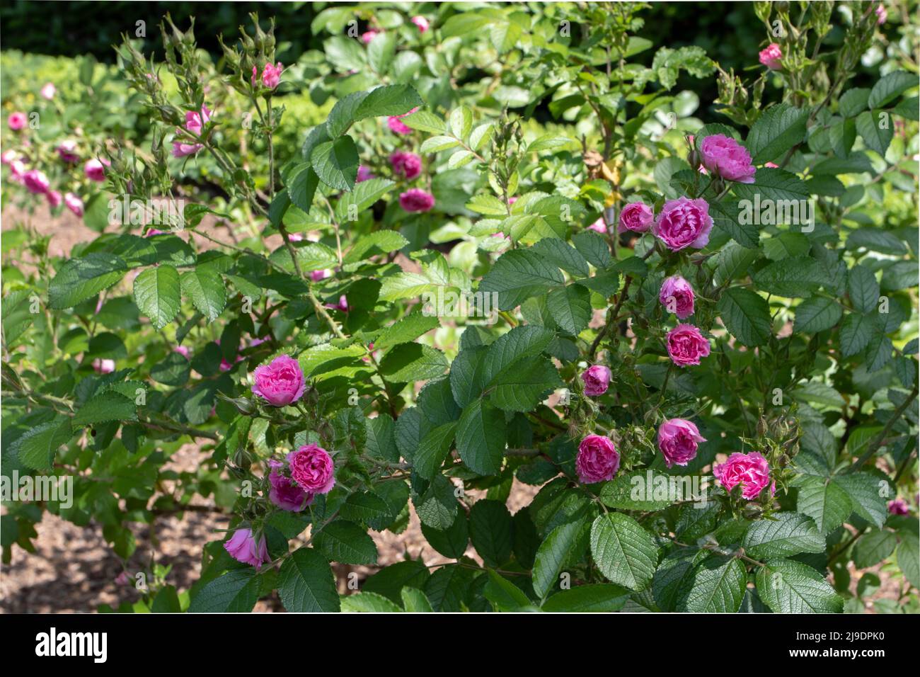 Rose rugosa avec petites fleurs rose vif comme la carnation en grappes Banque D'Images