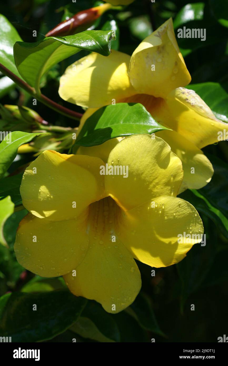 FLEURS JAUNES D'ALLAMANDA Banque D'Images