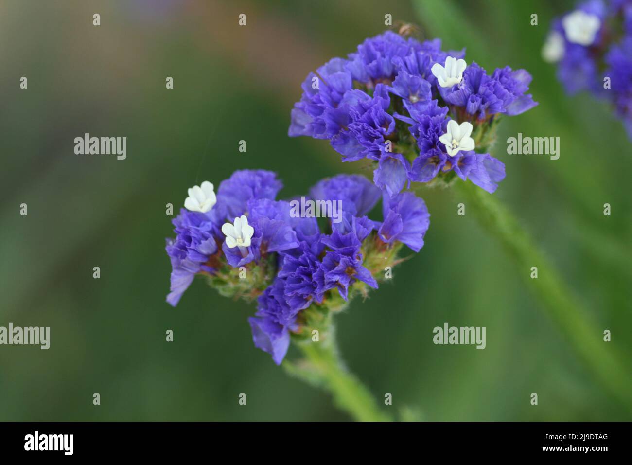 GROS PLAN DE STATICE BLEUE (LIMONIUM LATIFOLIUM) ÉGALEMENT CONNUE SOUS LE NOM DE LAVANDE DE MER OU ROMARIN DES MARAIS À FEUILLE ENCOUCHÉE. AUSTRALIE. Banque D'Images
