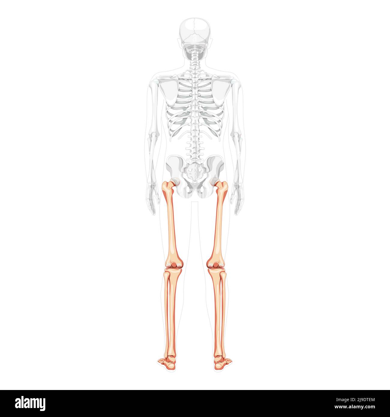 Squelette cuisses et jambes membre inférieur vue du dos humain avec position des os partiellement transparente. Tibia, pied réaliste plat naturel couleur concept illustration vectorielle de l'anatomie isolée sur fond blanc Illustration de Vecteur