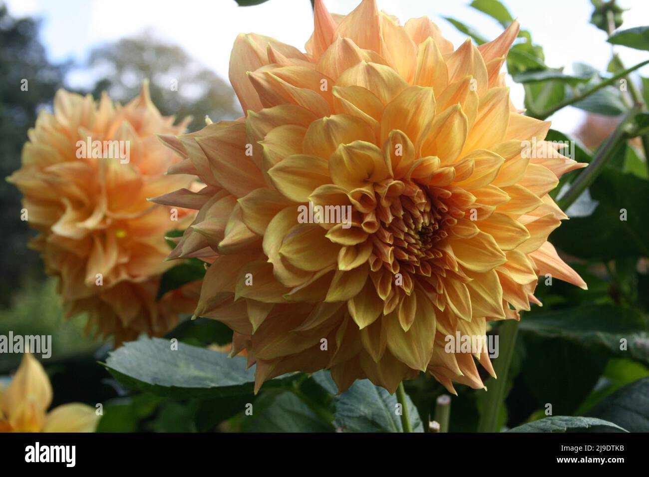 DAHLIAS FLEURIT 'RHANNA TAMMY' Banque D'Images