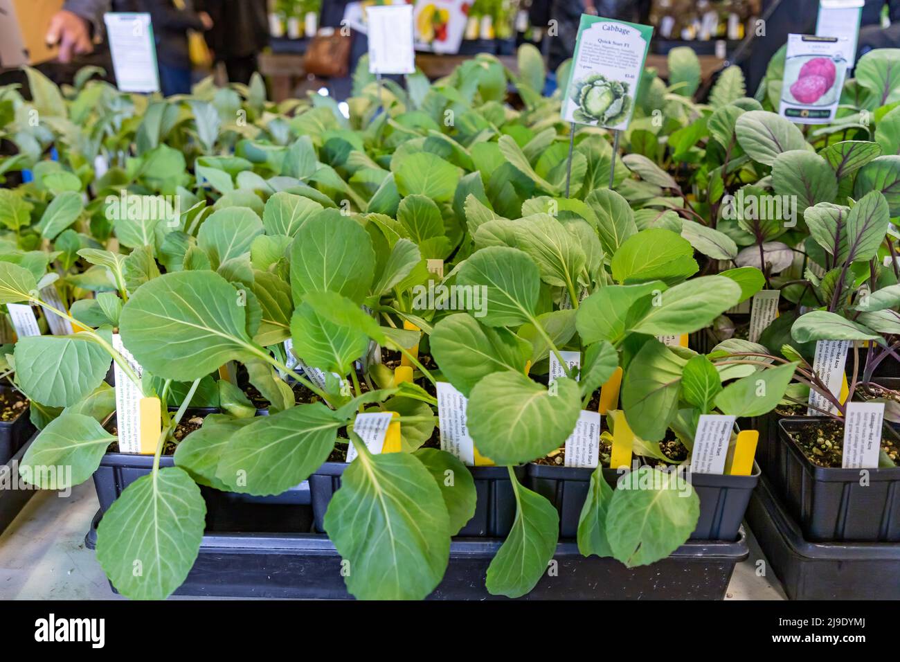 Mt. Vernon, WA - Etats-Unis - 05/07/2022: Master Gardners Plant Vente Veggie commence: Chou Banque D'Images