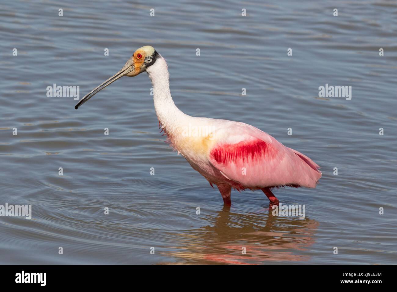 Le roseate spoonbill (Platalea ajaja) se nourrissant dans l'étang de Resoft Park Banque D'Images