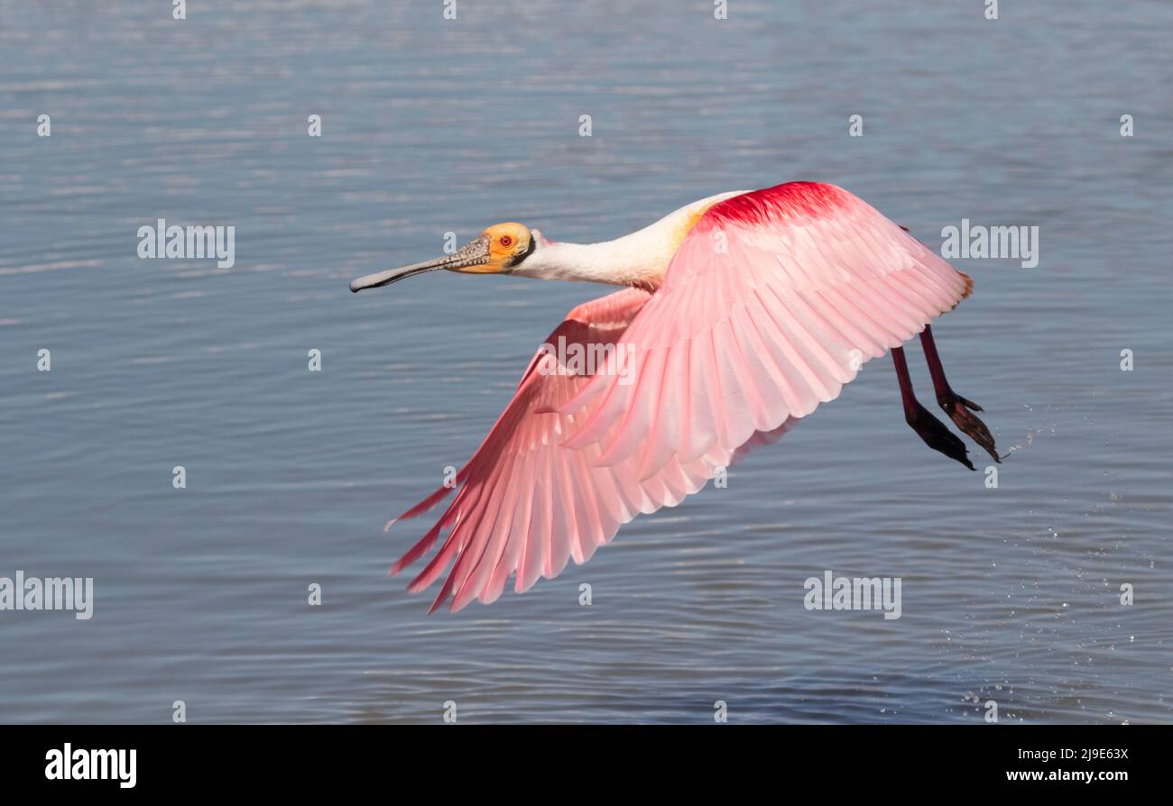 Le roseate spoonbill (Platalea ajaja) en vol Banque D'Images