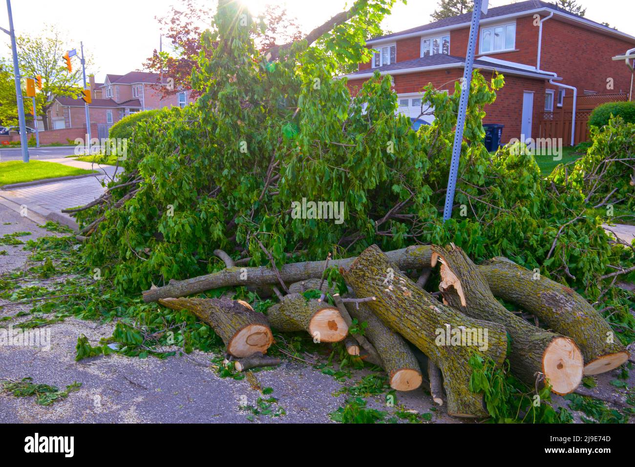 Nettoyage des arbres et des branches tombés provoquant la fermeture des routes après une tempête de vent en Ontario, Canada Banque D'Images