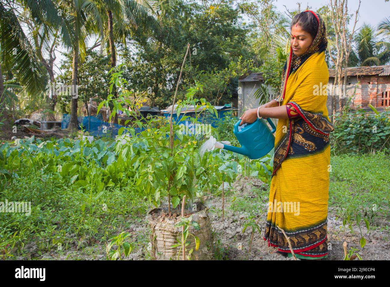 La femme bangladaise s'abreuver dans le jardin de sa ferme pour assurer une alimentation nutritive à la famille dans le district de satkhira, dans le sud du Bangladesh. Banque D'Images