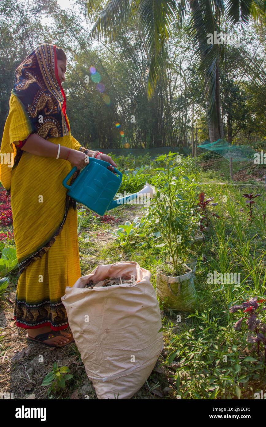 La femme bangladaise s'abreuver dans le jardin de sa ferme pour assurer une alimentation nutritive à la famille dans le district de satkhira, dans le sud du Bangladesh. Banque D'Images
