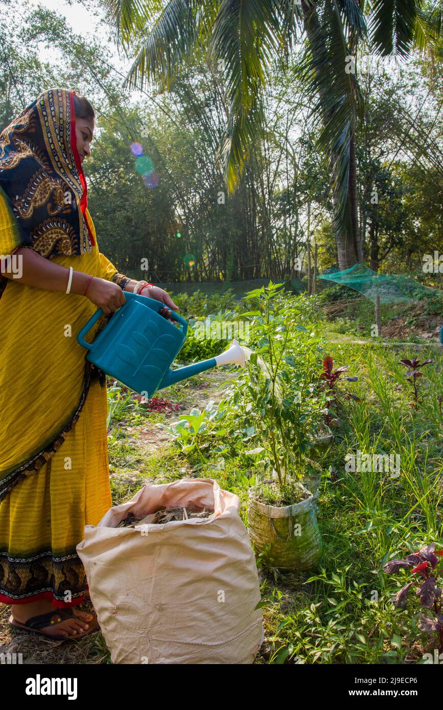 La femme bangladaise s'abreuver dans le jardin de sa ferme pour assurer une alimentation nutritive à la famille dans le district de satkhira, dans le sud du Bangladesh. Banque D'Images