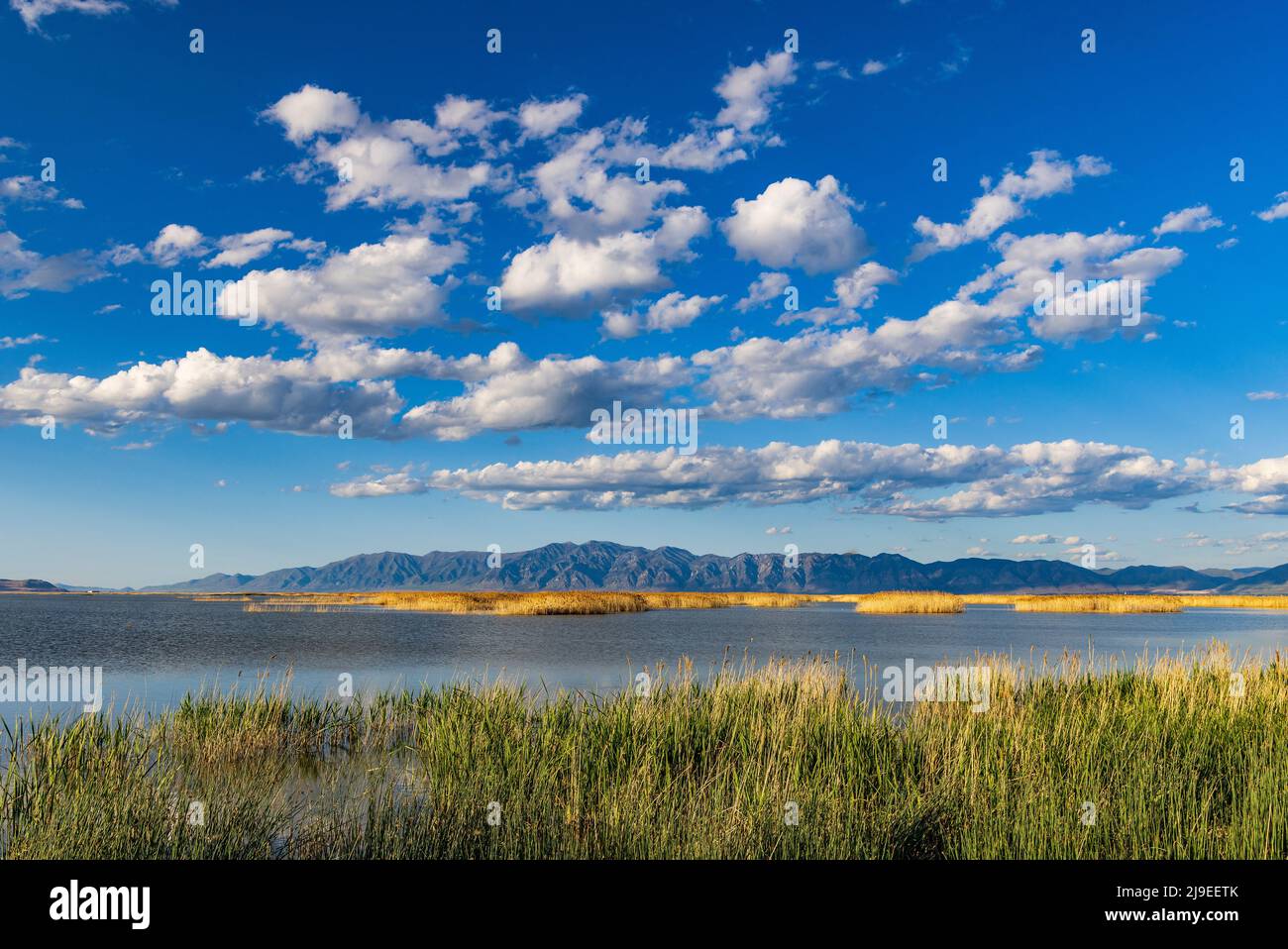 C'est une vue sur les nuages de cumulus de temps équitable lors d'une journée spectaculaire au refuge d'oiseaux migrateurs de Bear River à l'ouest de Brigham City, comté de Box Elder, Utah Banque D'Images