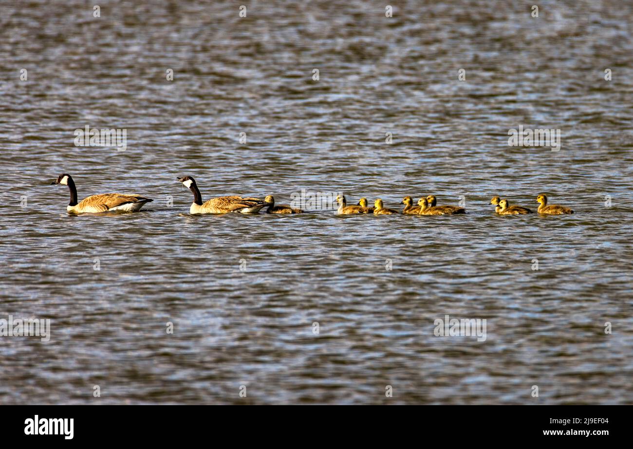 Une famille de Bernaches du Canada (Branta canadensis) avec les parents et 10 oisons jaunes dans le bassin de l'unité 2 au refuge d'oiseaux migrateurs de la rivière Bear. TH Banque D'Images