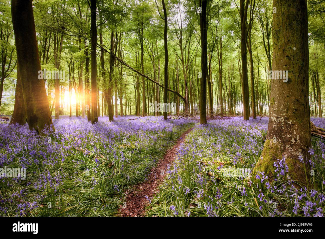 Chemin à travers l'incroyable bluebell bois lever de soleil dans Hampshire Angleterre. Fleurs sauvages de la forêt dans le paysage de printemps Banque D'Images
