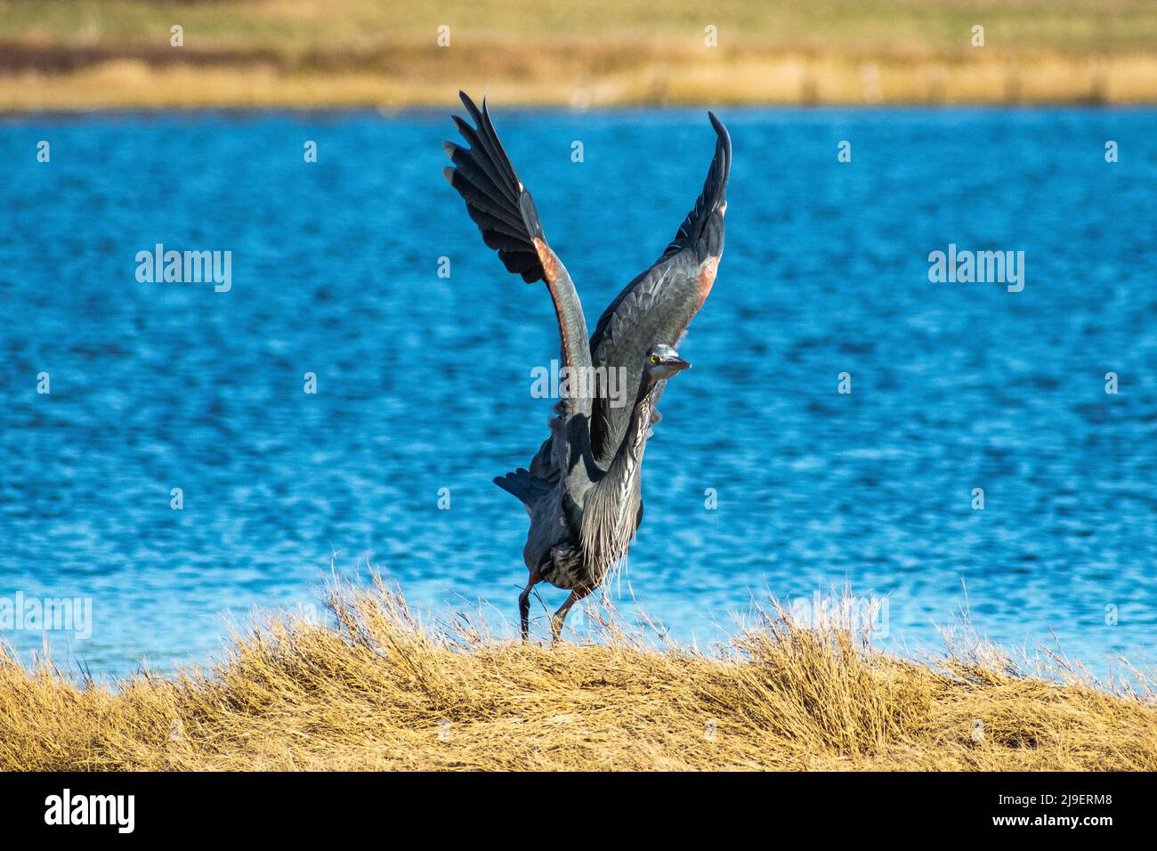Great Blue Heron en vol depuis le bord du lac, île de Whidbey, Washington, États-Unis Banque D'Images