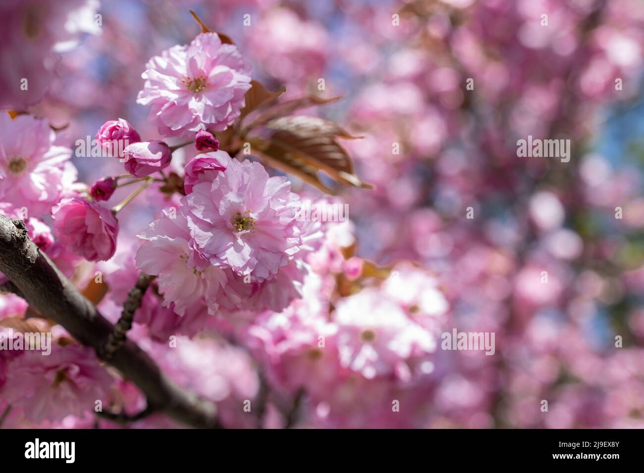 Foyer sélectif de belles branches de fleurs de cerisier roses sur l'arbre Banque D'Images