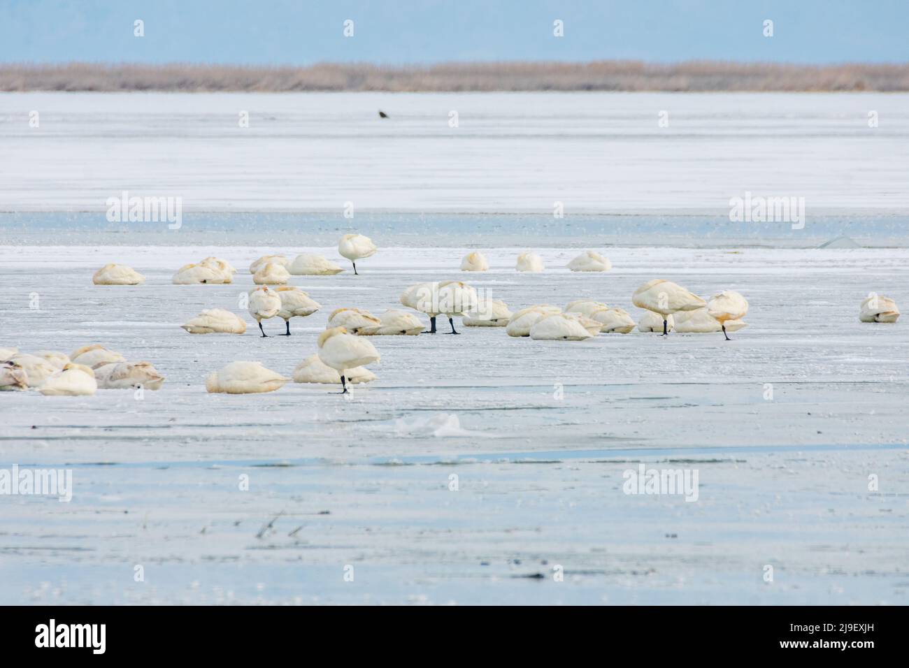 Cygnes de toundra sur un lac gelé, refuge d'oiseaux migrateurs de Bear River, Utah Banque D'Images