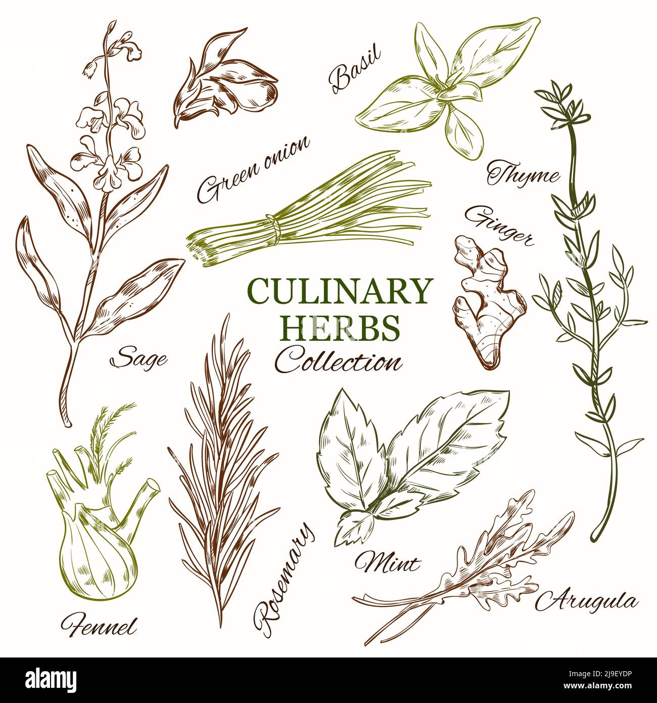 Ensemble d'herbes culinaires dessinées à la main avec différents frais bio sain illustration du vecteur isolé des espèces naturelles Illustration de Vecteur