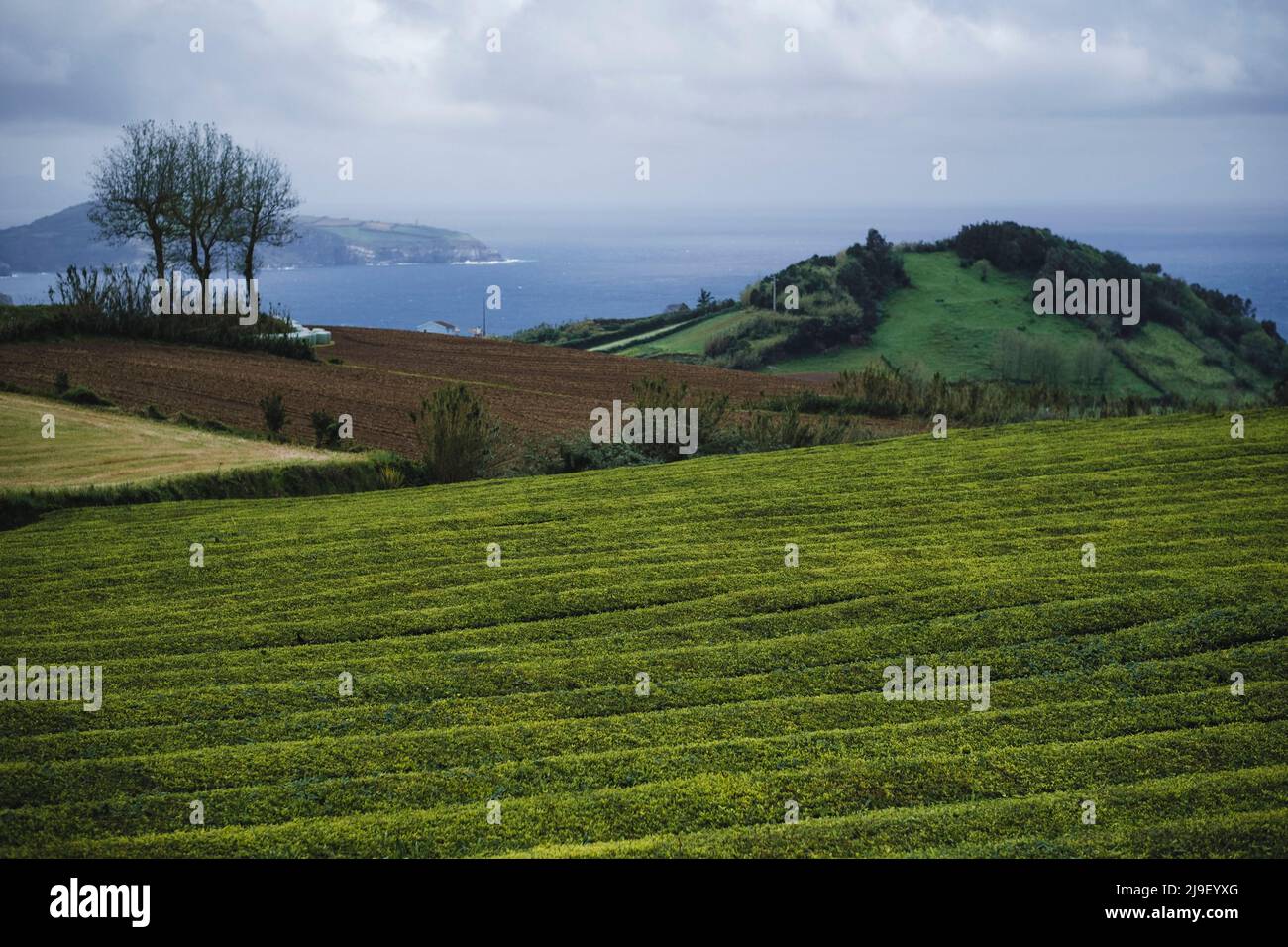 Paysages de thé sur l'île de San Miguel, archipel des Açores, Portugal. Banque D'Images