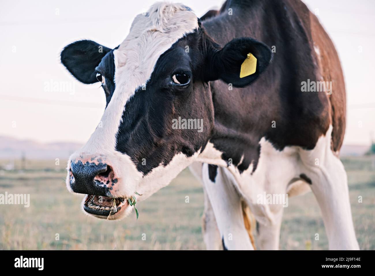 Lait naturel ou de ferme. Gros plan du museau d'une vache mâchant sur une herbe broutant dans un pré ou un champ, regardant l'écran. Banque D'Images
