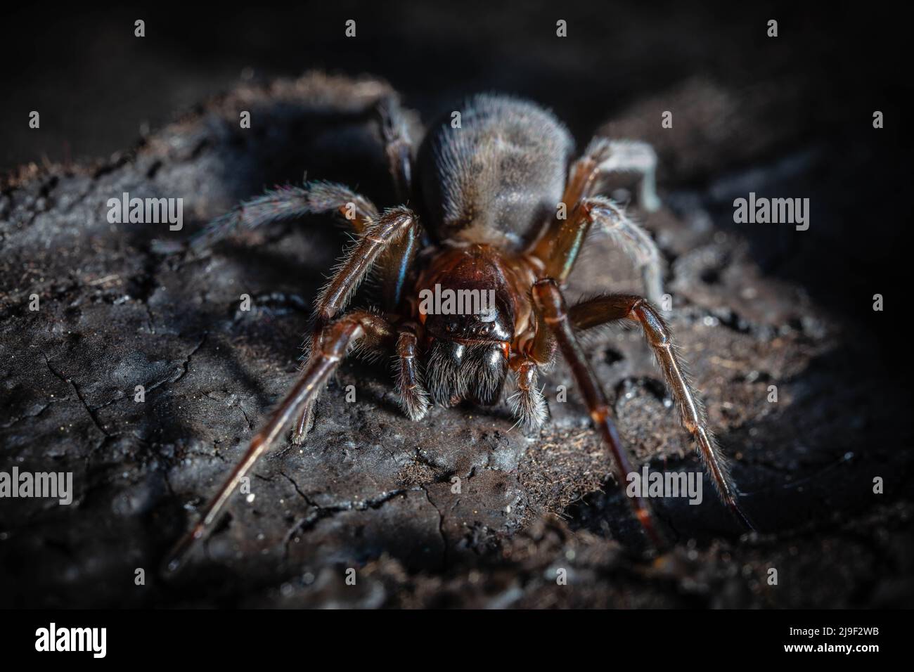 Spider Banque D'Images