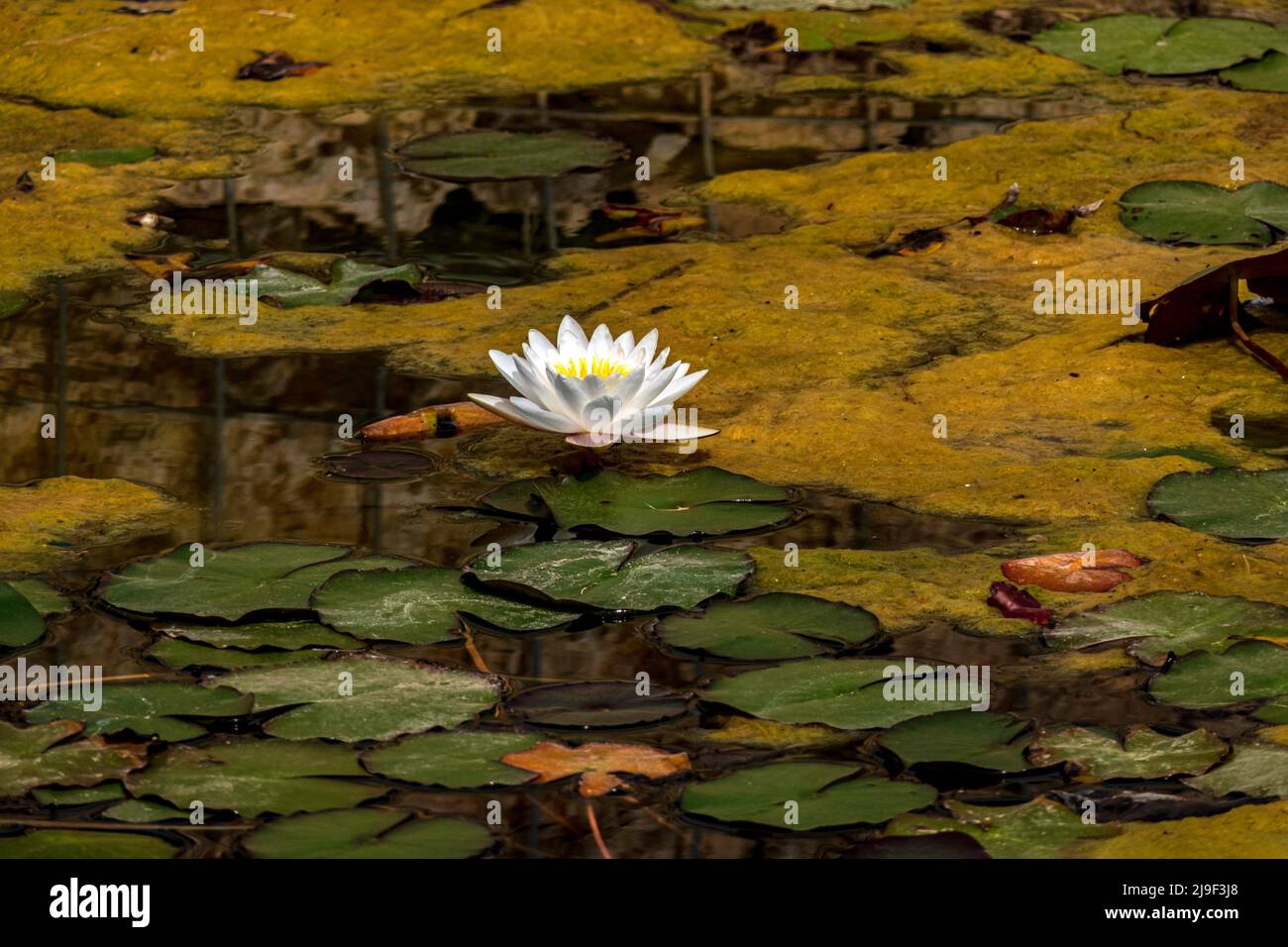 Fleur blanche d'eau de lotus égyptien avec des feuilles flottant dans l'eau. Israël Banque D'Images