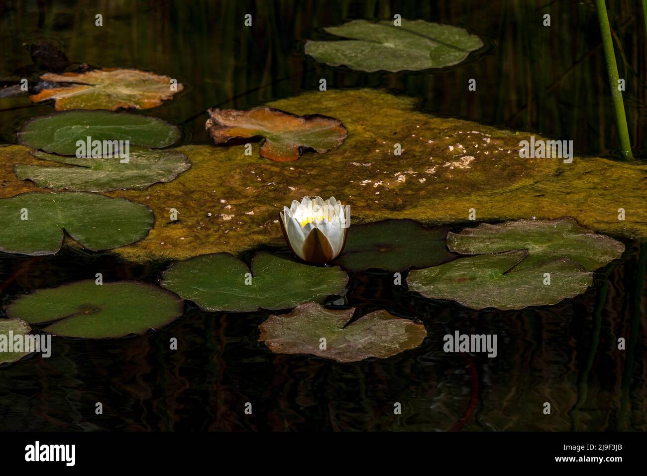 Fleur blanche d'eau de lotus égyptien avec des feuilles flottant dans l'eau. Israël Banque D'Images