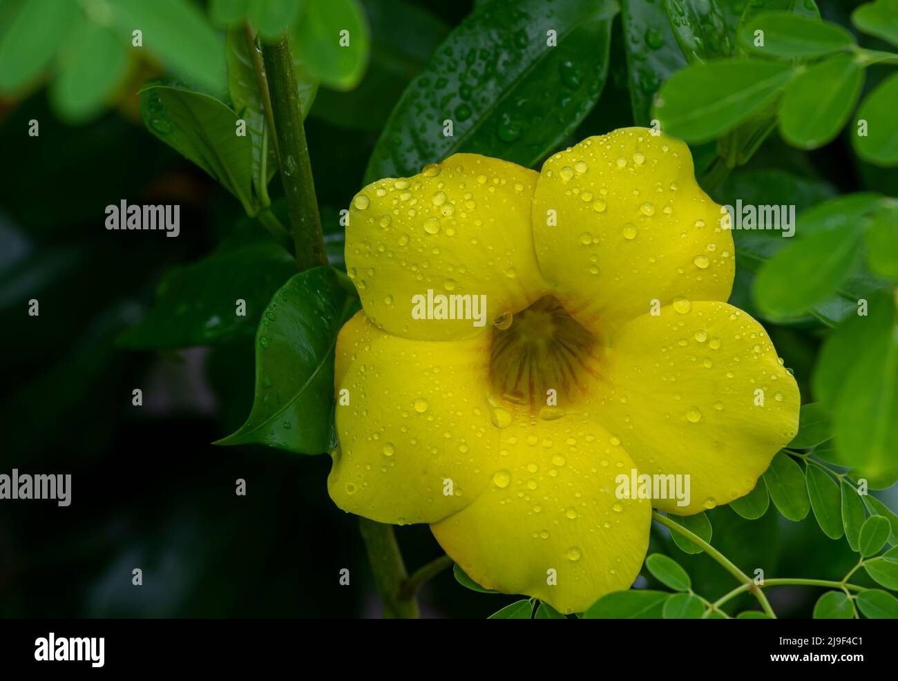 allamanda jaune (Allamanda cathartica) fleurs avec des gouttes d'eau Banque D'Images