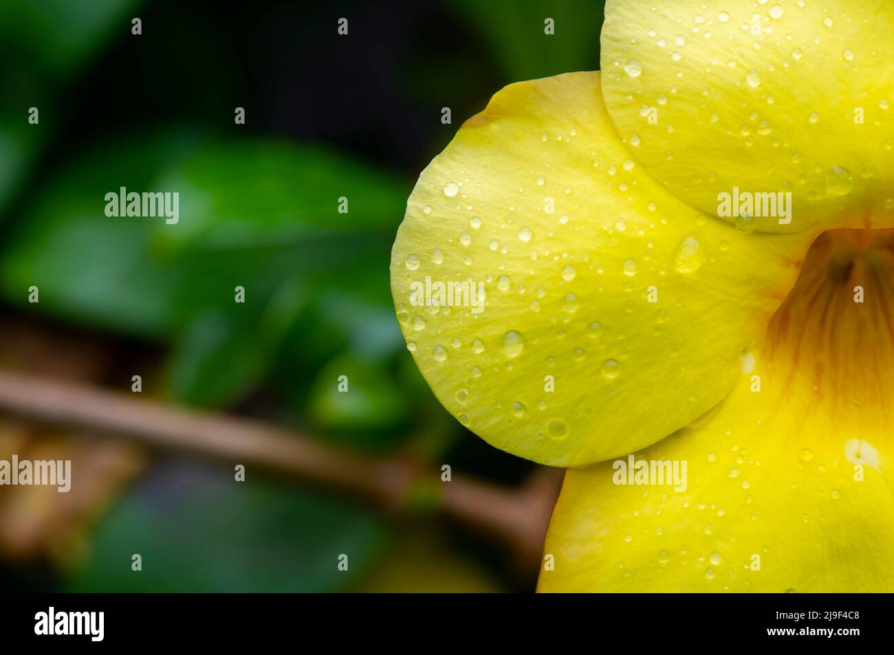 allamanda jaune (Allamanda cathartica) fleurs avec des gouttes d'eau Banque D'Images