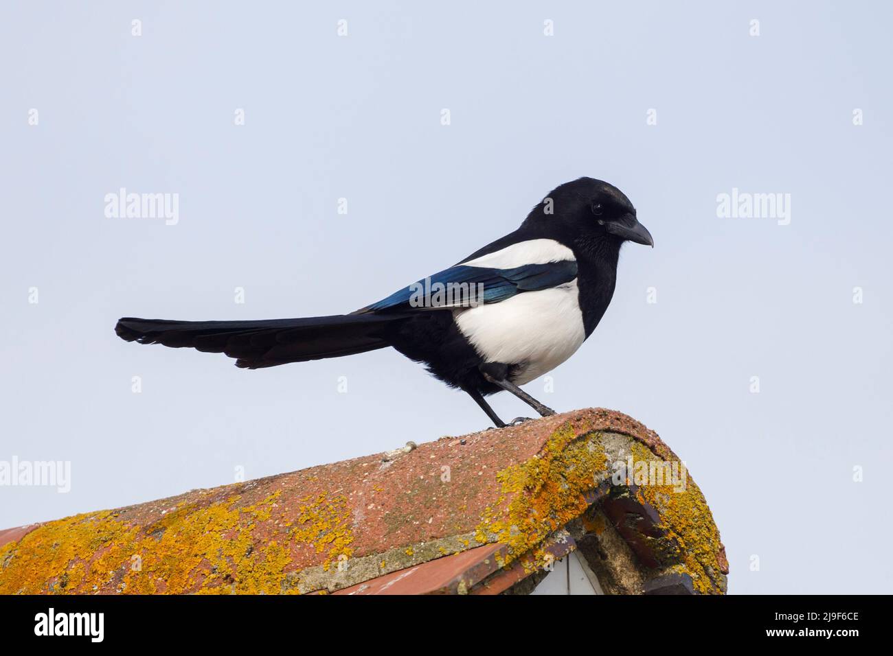 Magpie (Pica pica) Angleterre, Royaume-Uni Banque D'Images