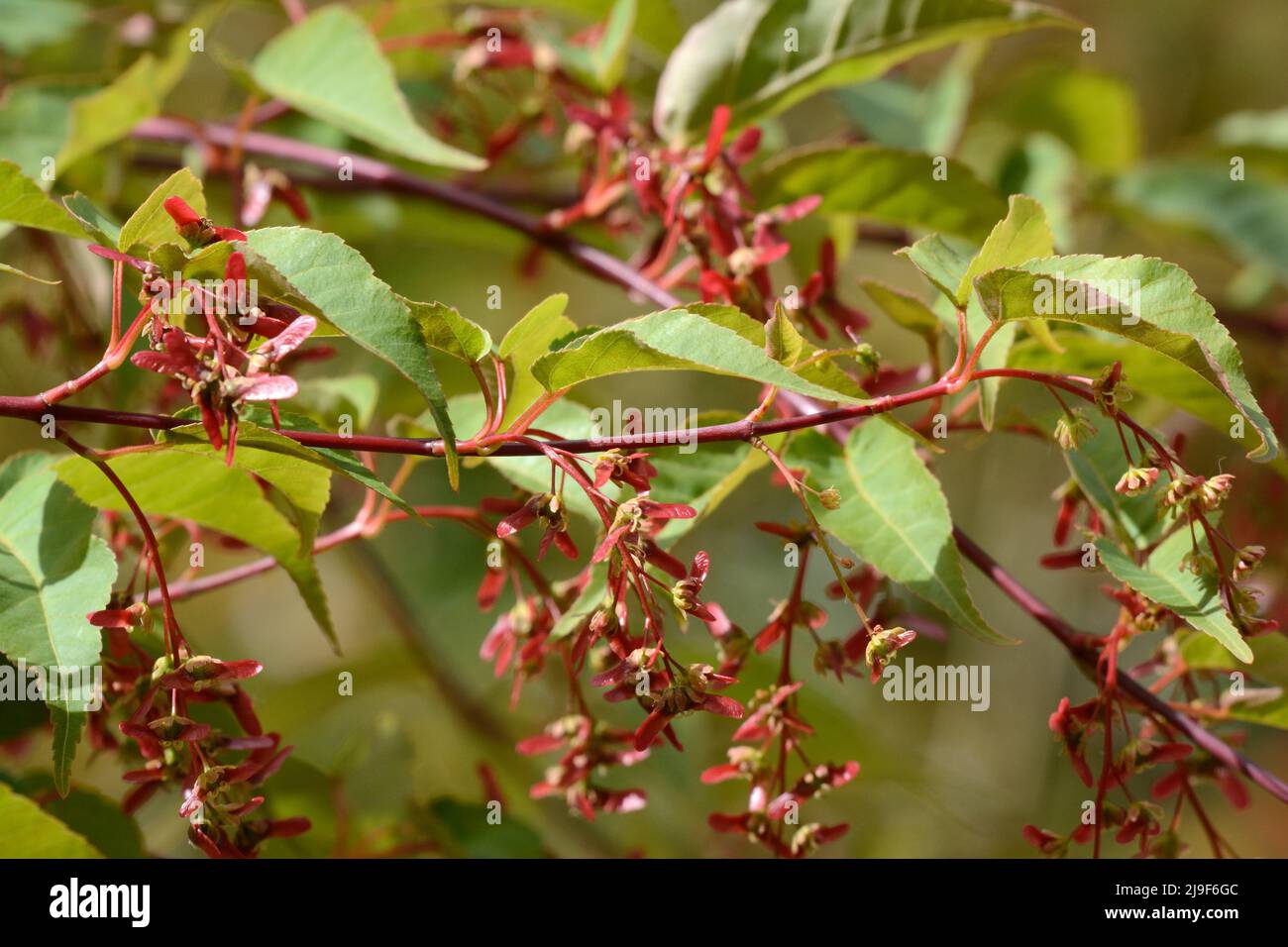 Feuillage et fleurs de l'érable Acer davidii Serpentine Snakeback Banque D'Images