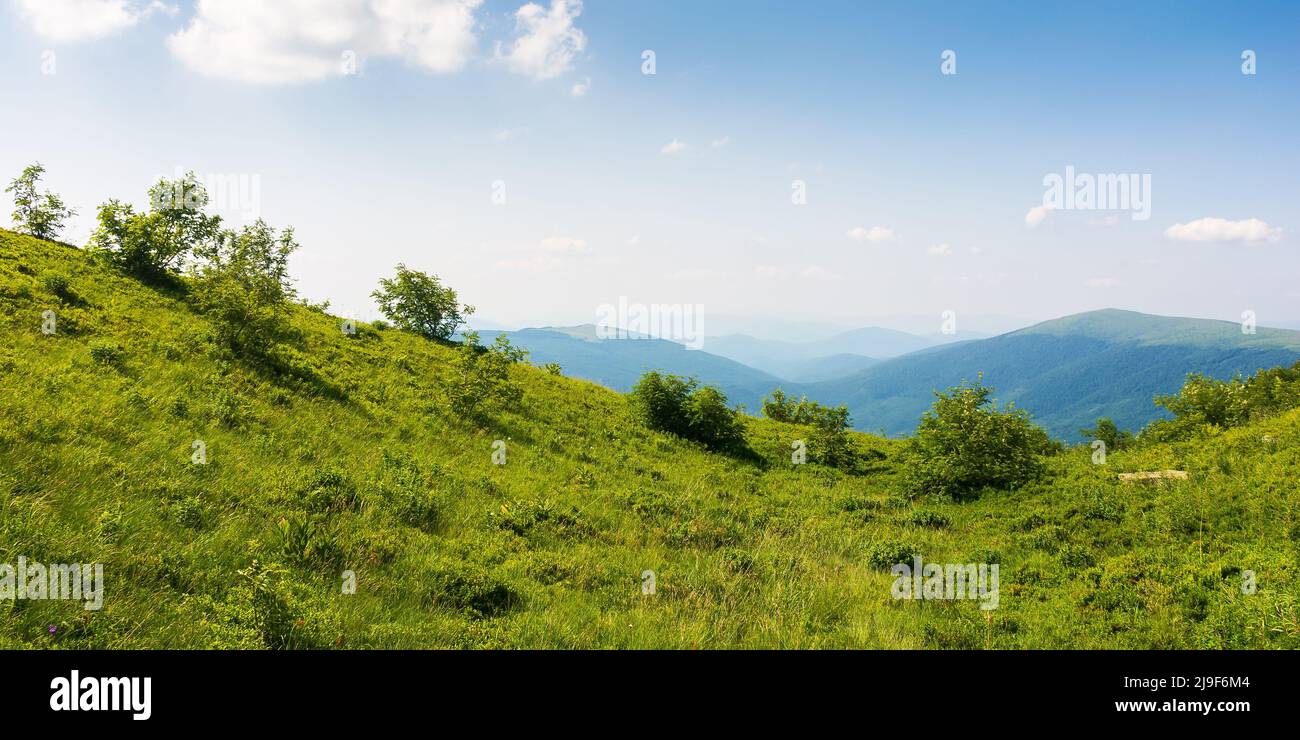 prairie herbacée sur un après-midi ensoleillé. magnifique paysage carpatique en été. vue. dans la vallée rurale éloignée. collines et pentes de la montagne runa, Banque D'Images