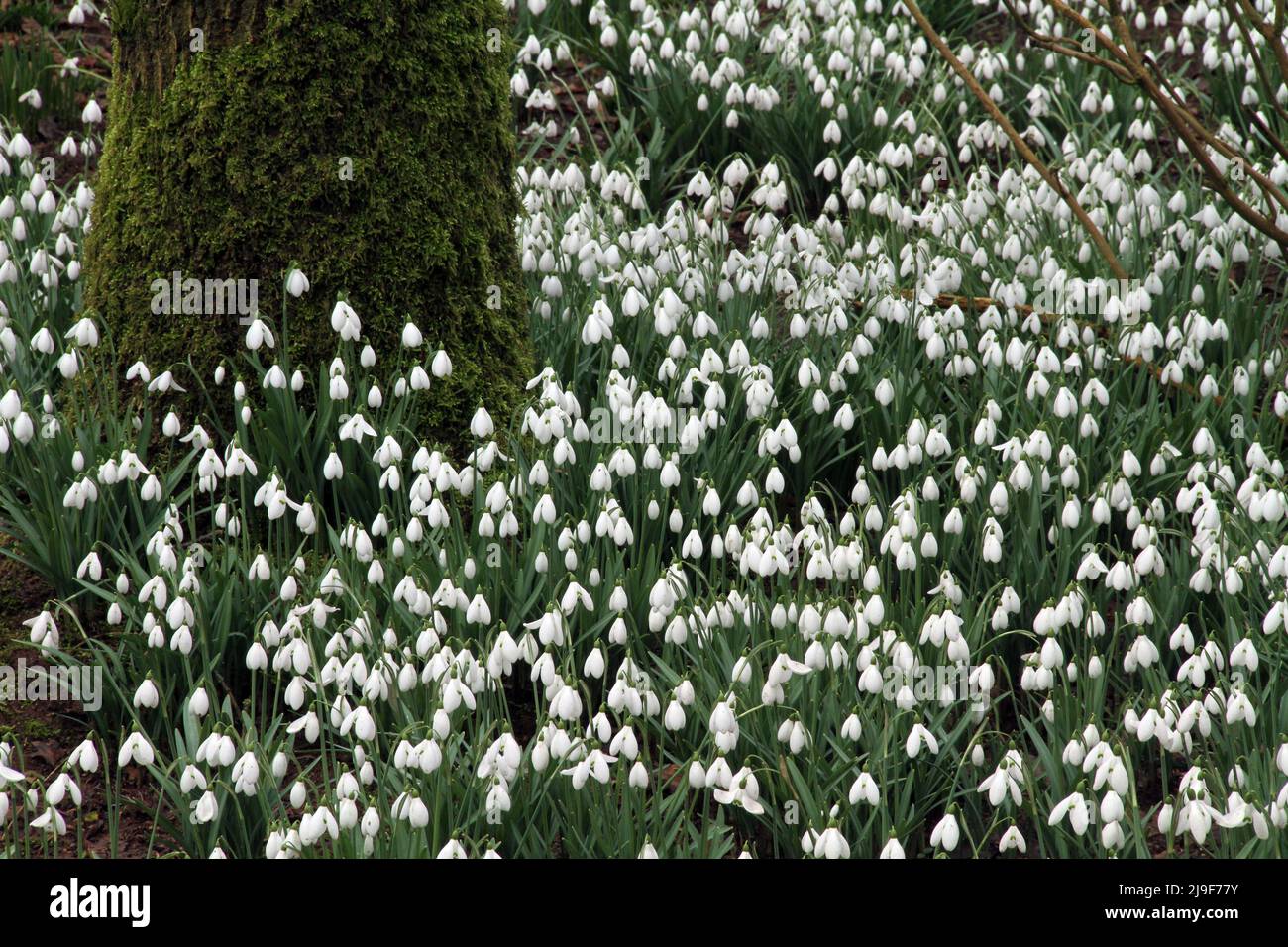 Une couverture de gouttes de neige Banque D'Images