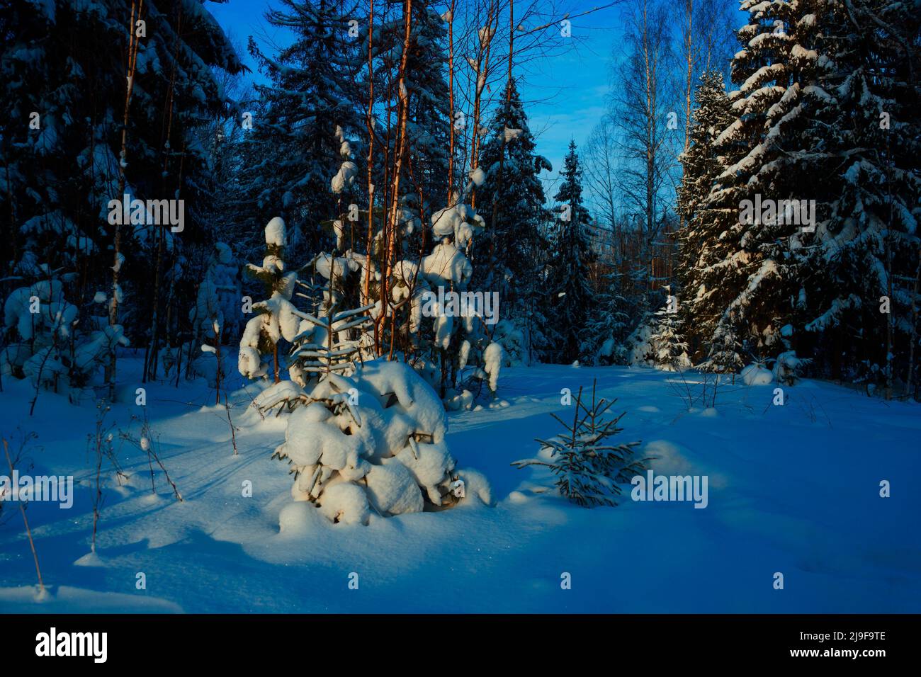 Magnifique paysage d'hiver arbres de Noël enneigés dans la forêt Banque D'Images