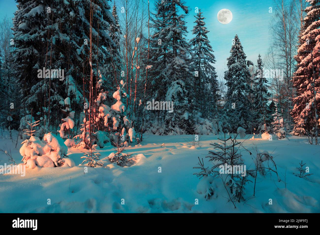 Magnifique paysage d'hiver arbres de Noël enneigés dans la forêt de lune dans le ciel Banque D'Images