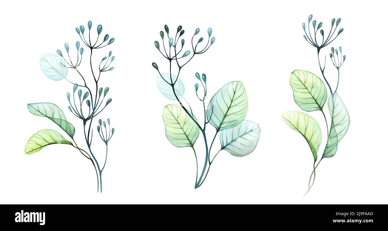 Ensemble de branches et de baies aquarelles. Collection d'illustrations botaniques peintes à la main isolées en blanc. Bouquets verticaux transparents abstraits dans Banque D'Images