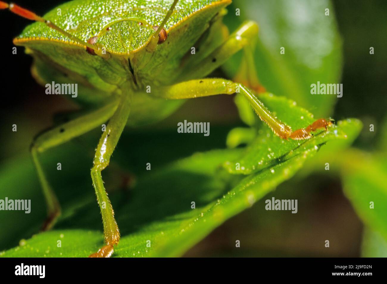 Détail d'un coléoptère vert de juin en mouvement avec des yeux rouges Banque D'Images