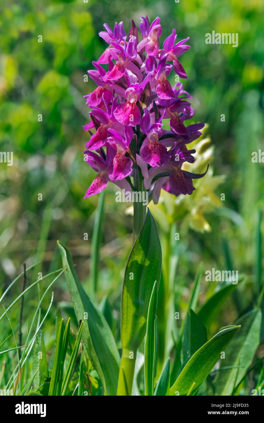 Dactylorhiza sambucina, orchidée à fleurs d'Elder Banque D'Images