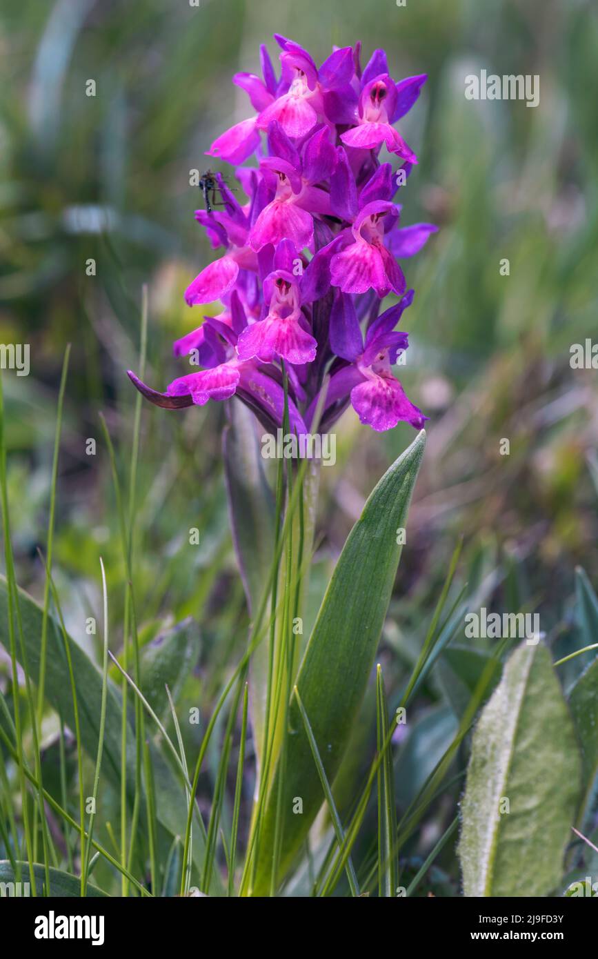 Dactylorhiza sambucina, orchidée à fleurs d'Elder Banque D'Images