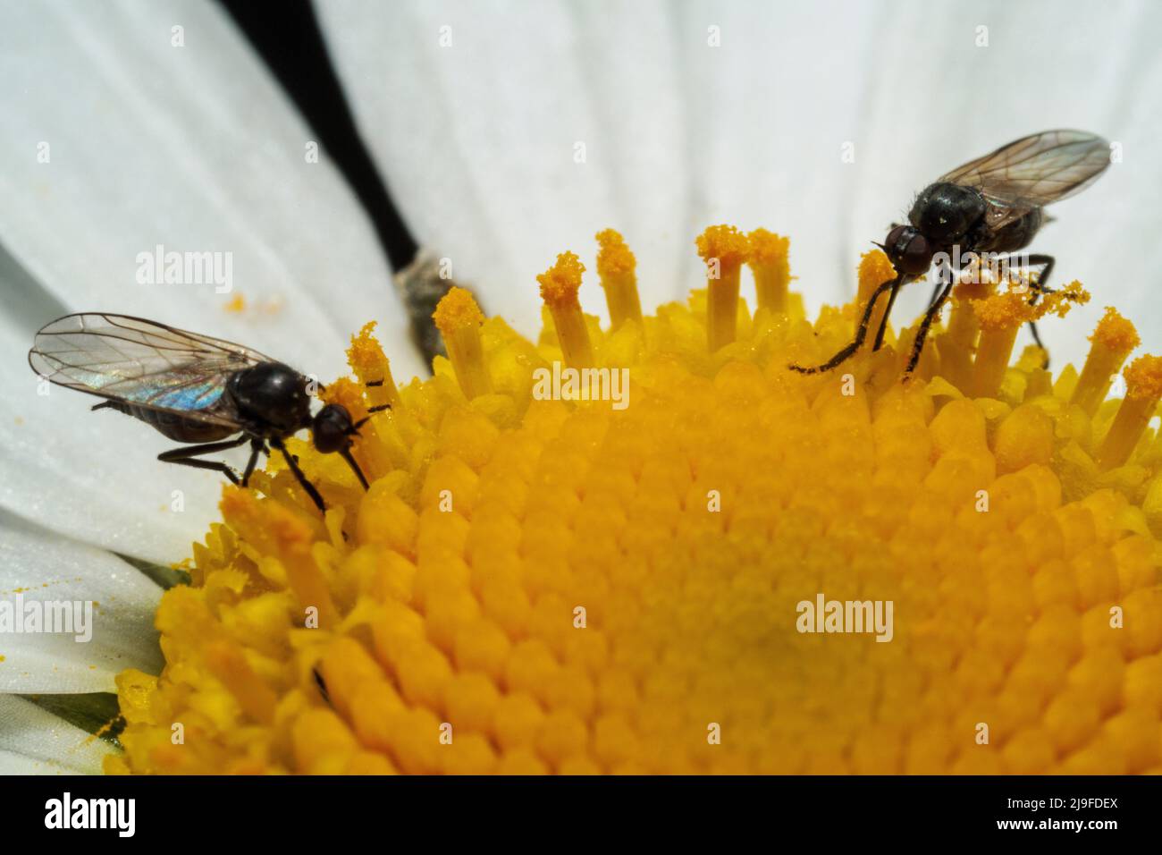 Deux mouches dévorant le pollen jaune d'une fleur de pâquerette Banque D'Images