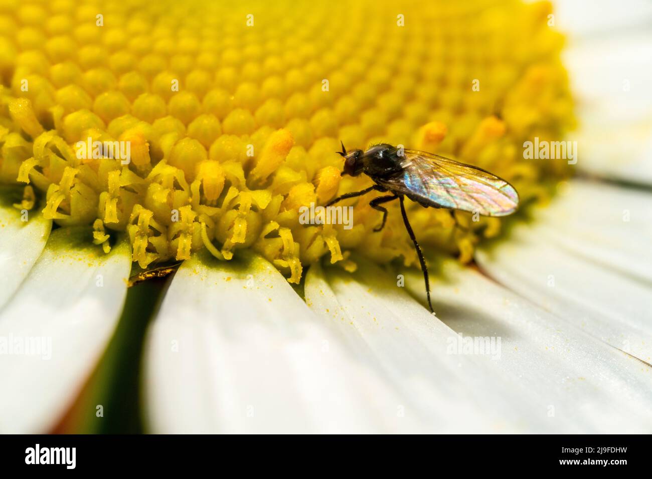 Une mouche pollinisant sur les sépales et le damm d'une fleur de Marguerite Banque D'Images