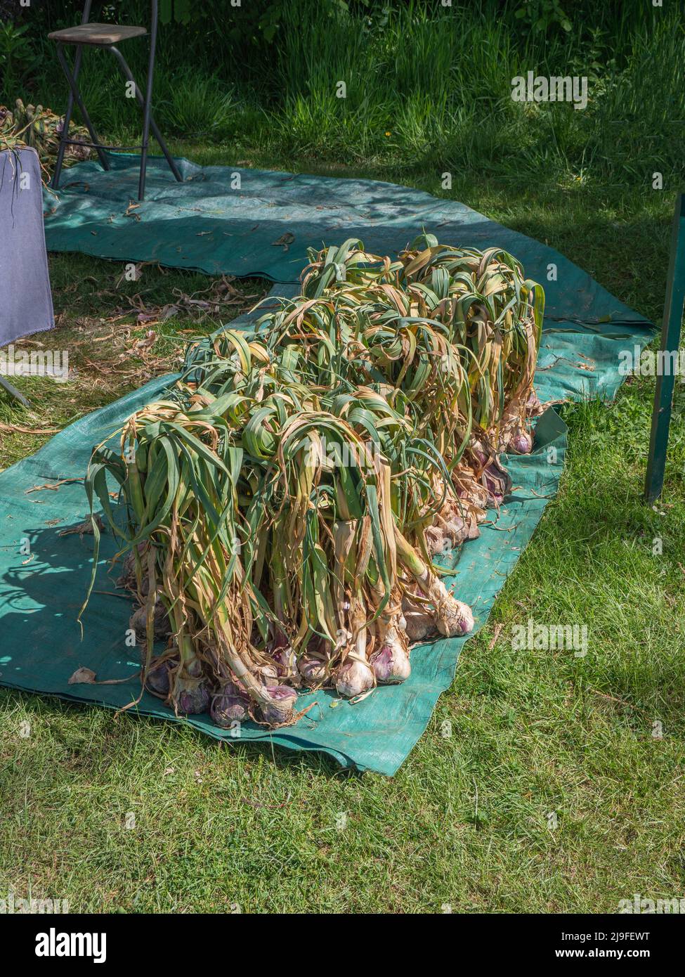 L'ail au feuillage sèche au soleil sur une bâche verte Banque D'Images