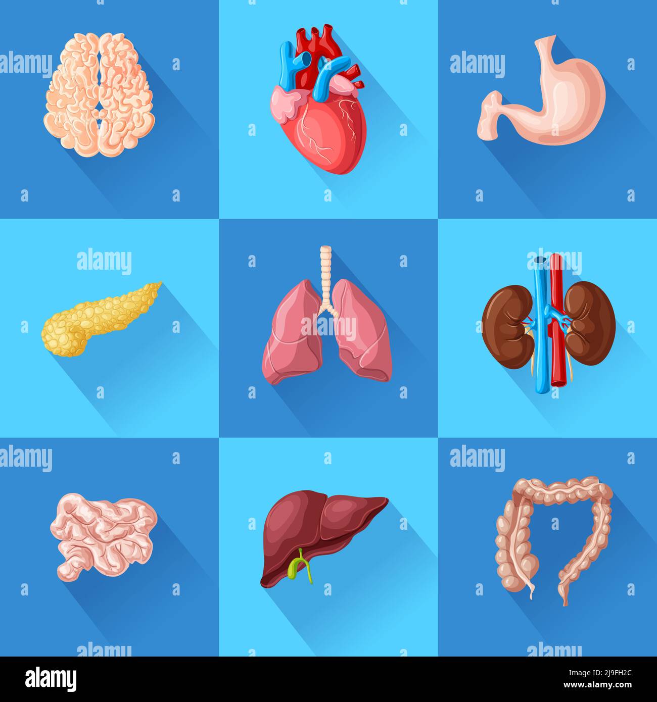 Organes internes humains avec cerveau coeur estomac pancréas intestins poumons reins et foie illustration de vecteur isolé Illustration de Vecteur
