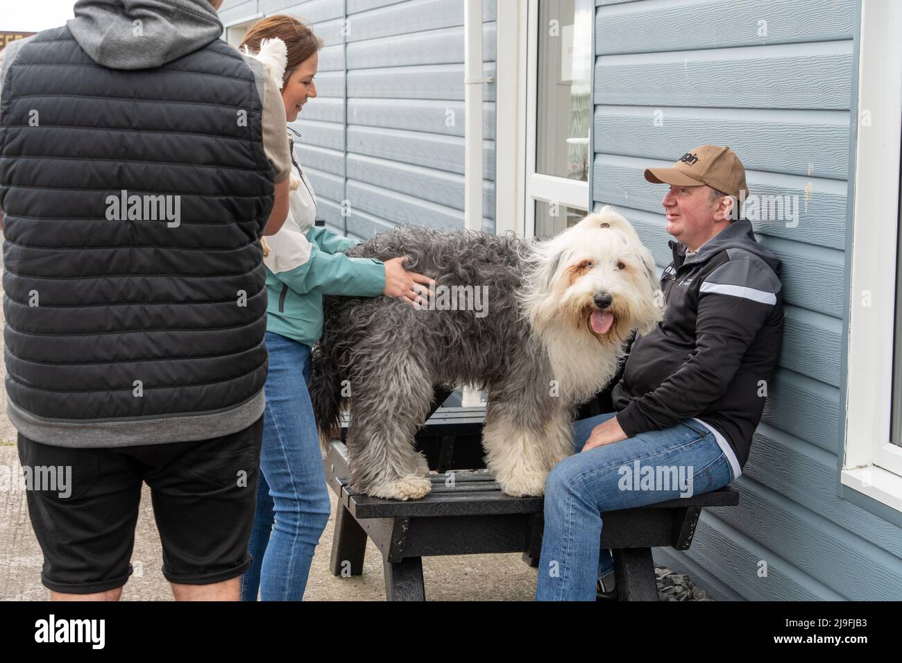 Les gens admirent une race de chien de berger anglais ancien sur un banc en plein air. Banque D'Images