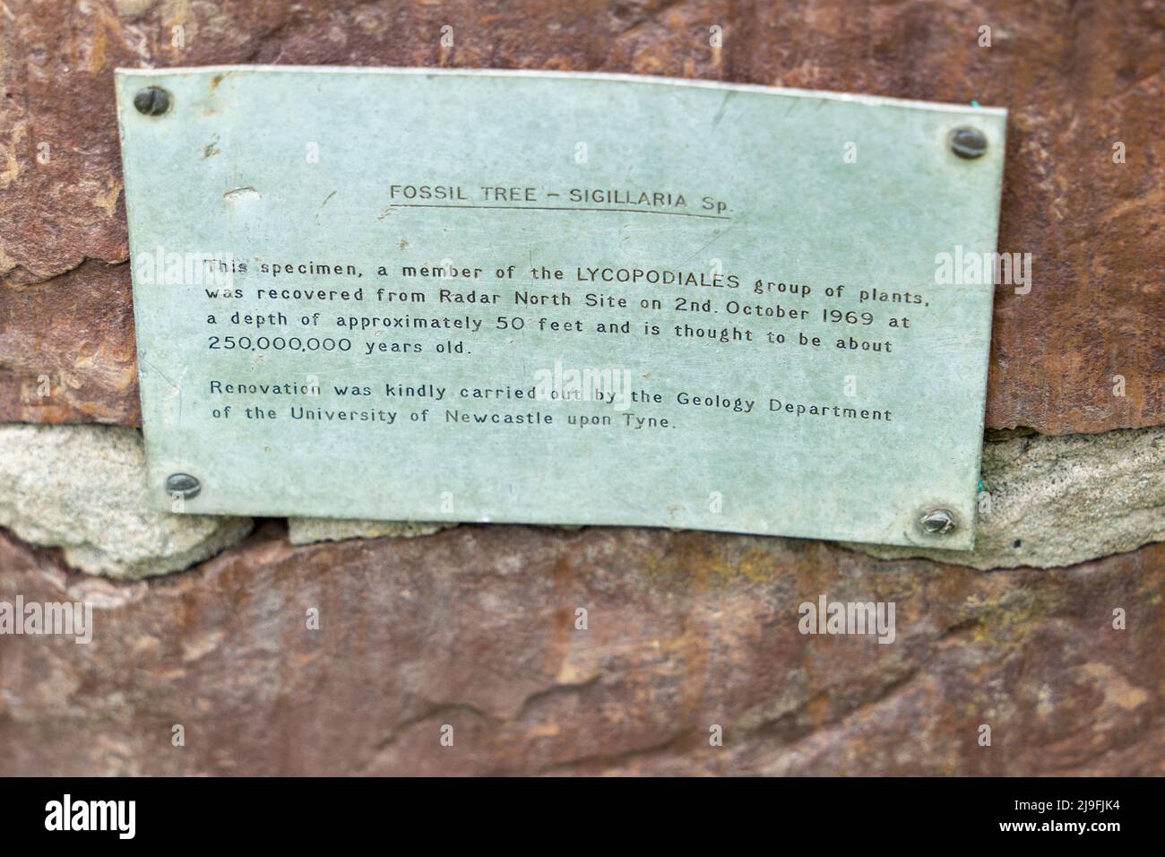 Un panneau sur un arbre fossilisé à la réserve naturelle de Hauxley, Northumberland, Royaume-Uni, explique sa découverte. Banque D'Images