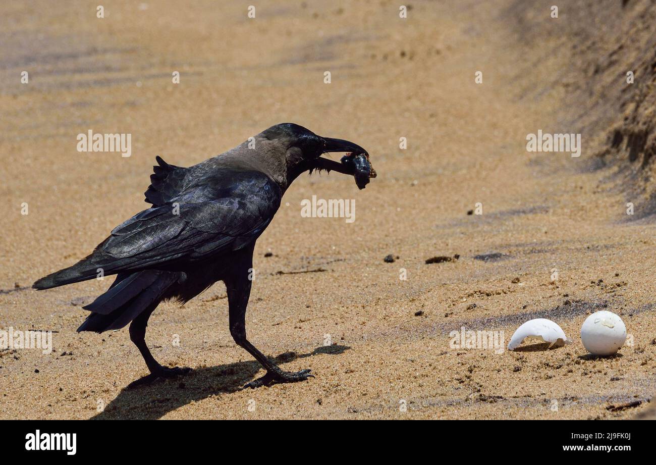 Ganjam, Odisha, Inde. 18th mai 2022. Après l'éclosion, le voyage vers la mer est devenu très dur les petits deviennent des proies pour les oiseaux. Cette année, un nombre record d'oeufs ont été pondus, mais en raison du cyclone Ashani, 70 à 80 pour cent des oeufs ont été lavés ou enterrés sous les sables. (Image de crédit : © Sumit Sanyal/SOPA Images via ZUMA Press Wire) Banque D'Images