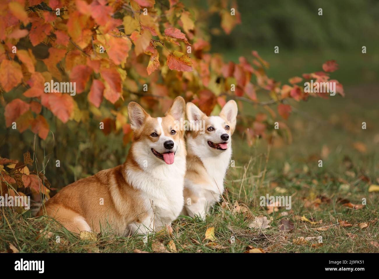 Deux chiens de corgi gallois de pembroke se reproduisent ensemble dans la nature automnale Banque D'Images