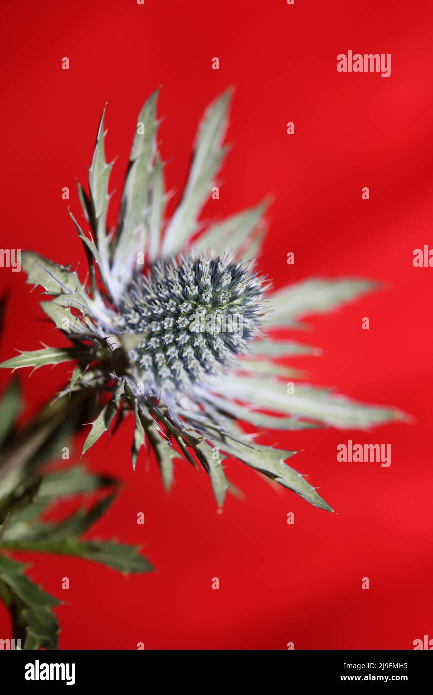 Fleurs sauvages de montagne fleur d'été Eryngium planum famille Apiaceae fond botanique moderne de haute qualité grands imprimés affiche murale Banque D'Images