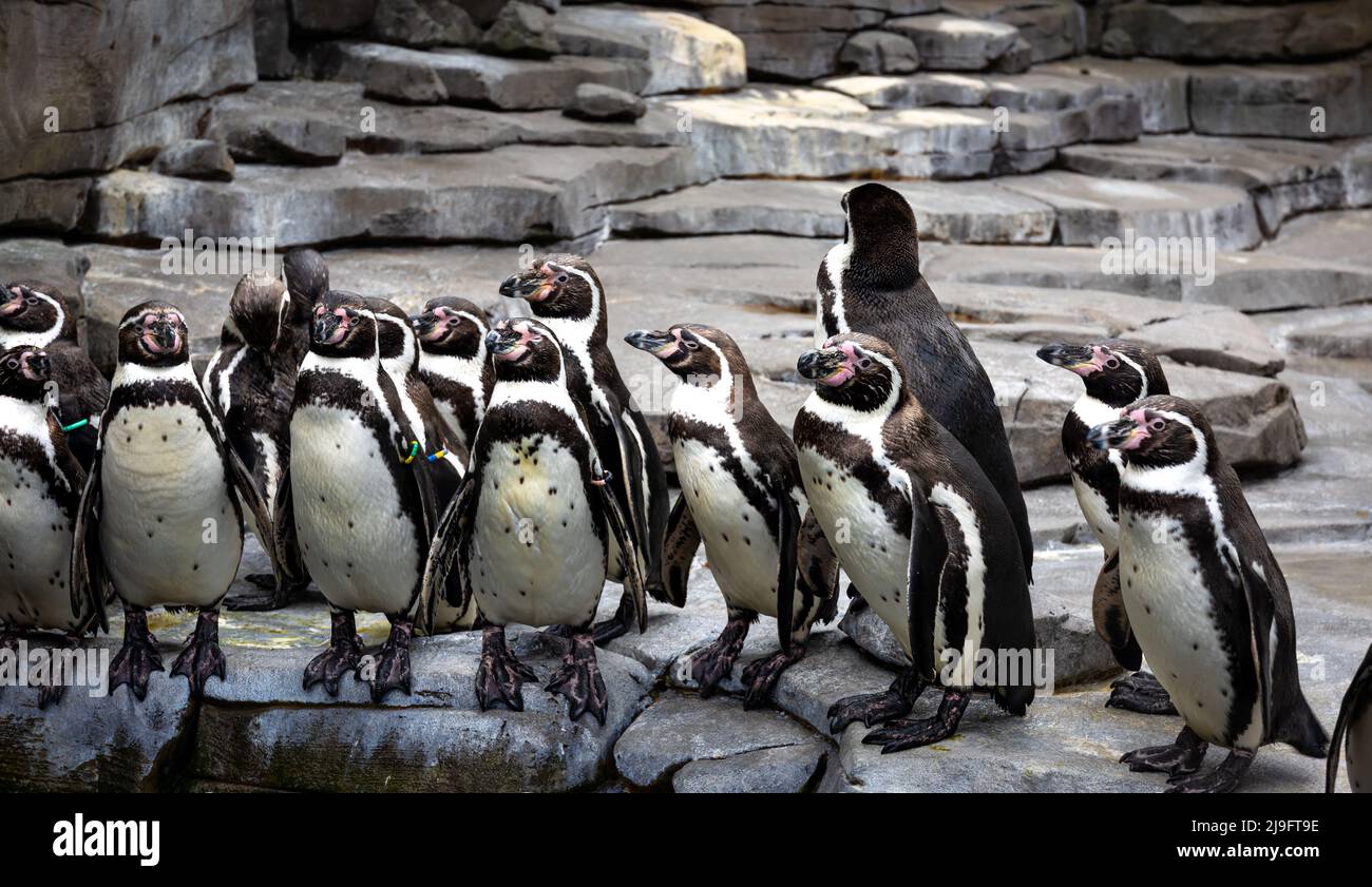 Pingouins tropicaux sur la plage près de la piscine, pingouins dans le zoo. Banque D'Images