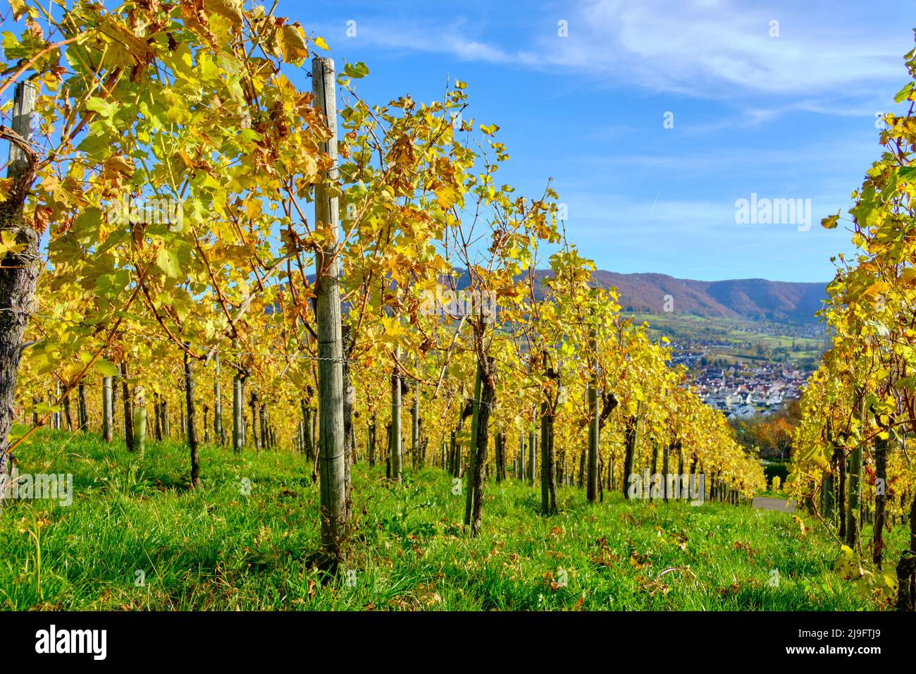 Paysage viticole d'automne sur l'Alb souabe dans les vignobles de Metzingen, Bade-Wurtemberg, Allemagne. Banque D'Images