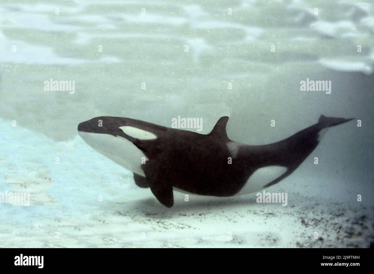 Le rorqual de Killer, Orcinus orca est une baleine à dents de la famille des dauphins, il est le plus grand membre, il est reconnaissable par son motif noir et blanc Banque D'Images