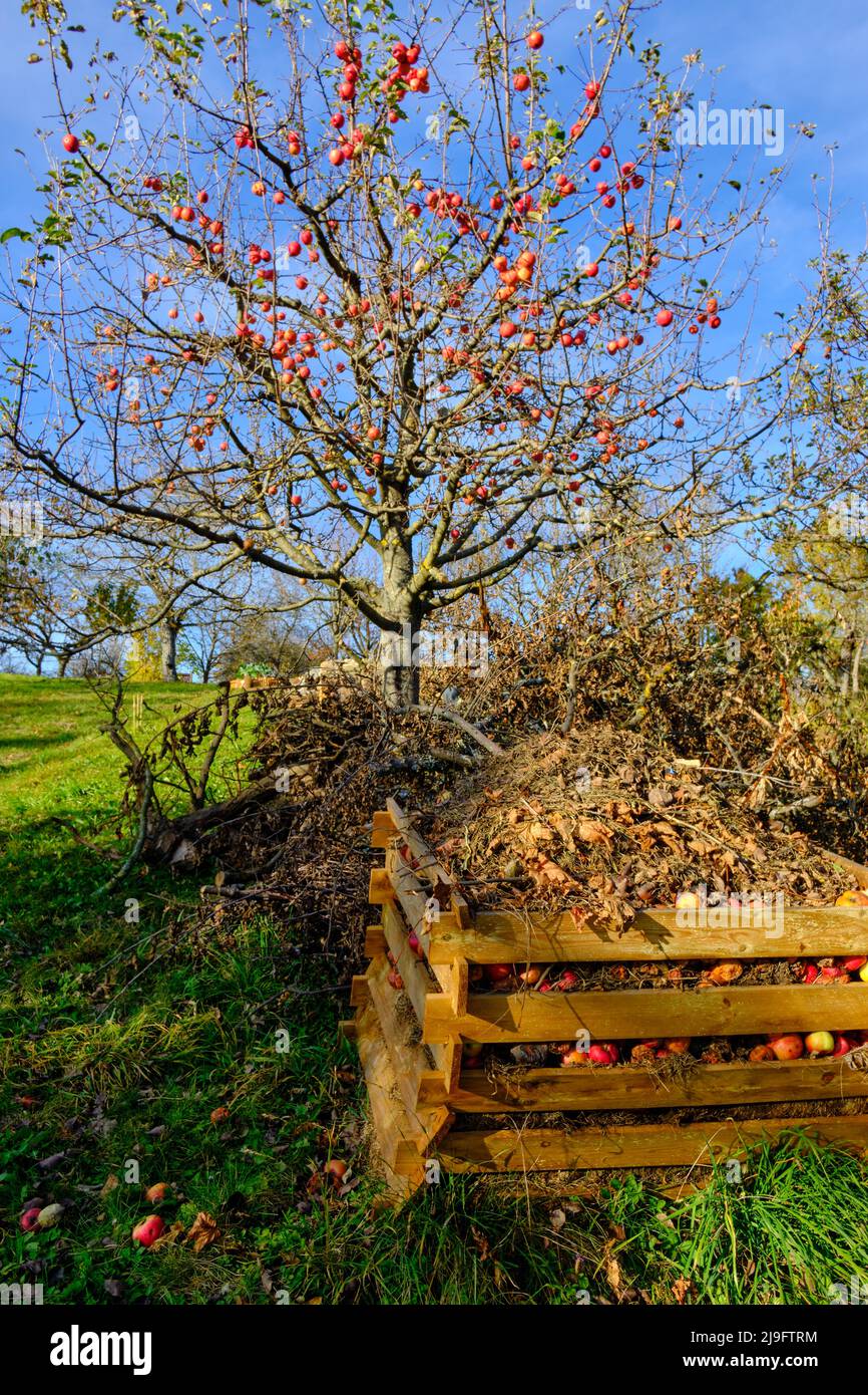 Pommier en automne avec tas de compost sur un pré de verger dans les vignobles de Metzingen, Bade-Wurtemberg, Allemagne. Banque D'Images